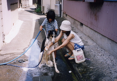 2003.8.3.tanuki3.jpg (63922 バイト)