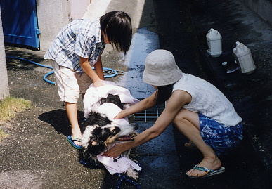 2003.8.3.tanuki7.jpg (67509 バイト)