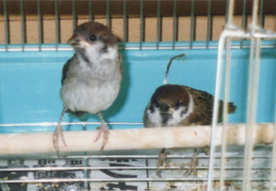 2003.8.6.chip&momo2.jpg (46159 バイト)