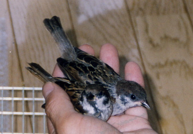 2003.8.8.chip&momo1.jpg (44917 バイト)