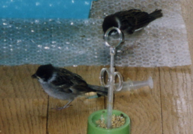 2003.8.8.chip&momo2.jpg (43109 バイト)
