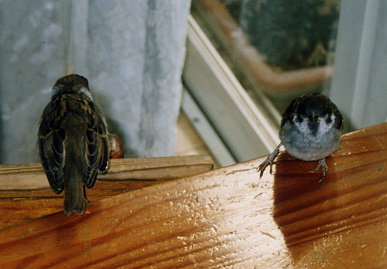 2003.8.8.chip&momo3.jpg (53175 バイト)