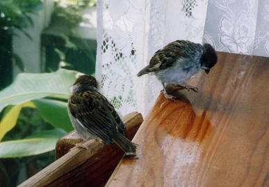 2003.8.8.chip&momo4.jpg (54243 バイト)