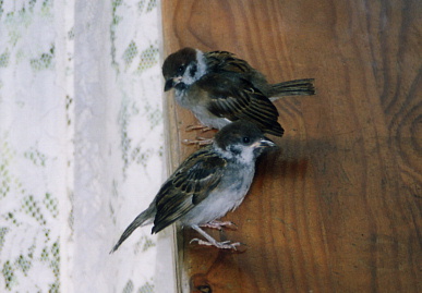 2003.8.8.chip&momo5.jpg (48193 バイト)