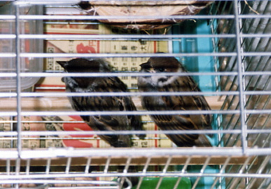2003.8.8.chip&momo6.jpg (64954 バイト)