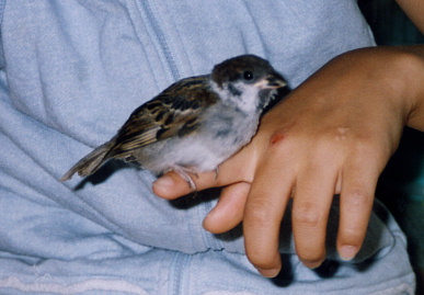 2003.8.8.momo1.jpg (48938 oCg)