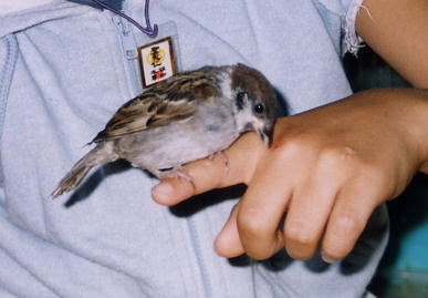 2003.8.8.momo2.jpg (18261 oCg)