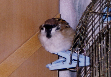 2004.1.12.momo1.jpg (57711 oCg)