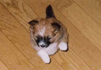 2004.1.7.mio1.jpg (47986 バイト)