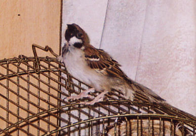 2004.11.7.momo1.jpg (67102 oCg)