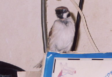 2004.11.7.momo2.jpg (39192 oCg)