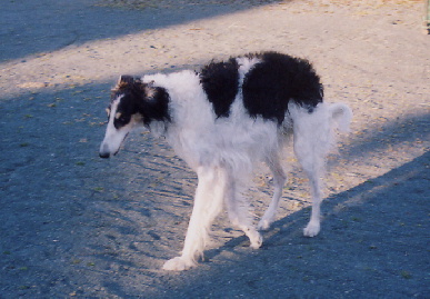 2004.2.15.tanuki2.jpg (58326 バイト)