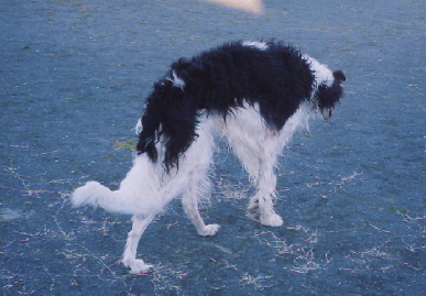 2004.2.15.tanuki3.jpg (60127 バイト)