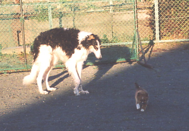 2004.2.15.tanuki&mio1.jpg (63280 バイト)