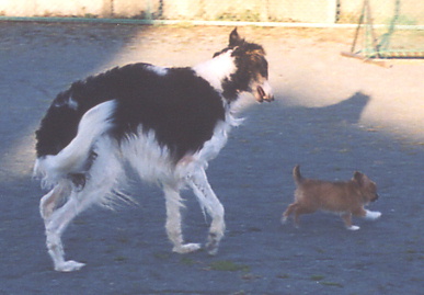 2004.2.15.tanuki&mio2.jpg (42816 oCg)
