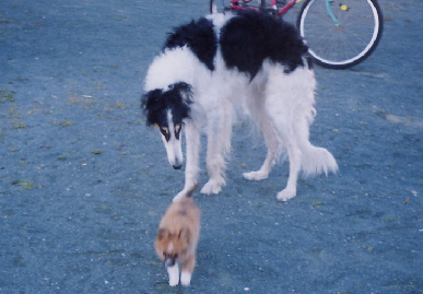 2004.2.15.tanuki&mio3.jpg (51008 oCg)