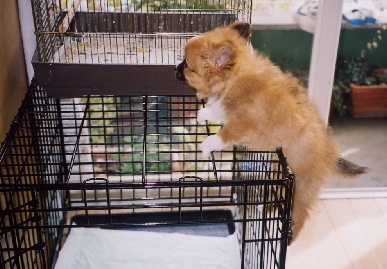 2004.2.2.mio6.jpg (66336 バイト)