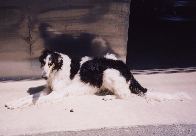 2004.4.25.tanuki1.jpg (45301 バイト)