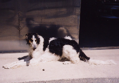 2004.4.25.tanuki2.jpg (43405 バイト)
