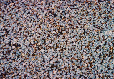 2004.4.8.hanami4.jpg (123628 バイト)