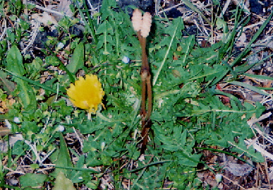 2004.4.8.hanami6.jpg (112409 バイト)