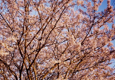 2004.4.8.hanami9.jpg (132073 バイト)