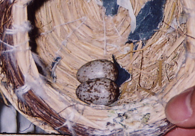 2004.5.2.momo1.jpg (69436 oCg)