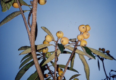 2004.5.30.biwa2.jpg (59959 バイト)