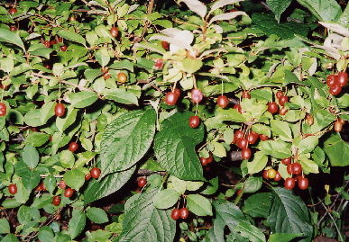 2004.5.30.gumi2.jpg (113460 バイト)