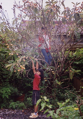 2004.6.6.biwa2.jpg (99564 oCg)