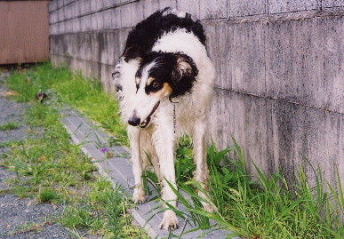 2004.7.15.tanuki1.jpg (83846 バイト)