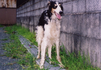 2004.7.15.tanuki2.jpg (74699 バイト)