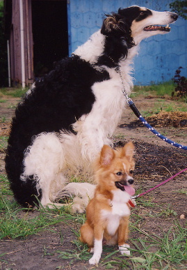 2004.7.15.tanuki&mio1.jpg (70690 oCg)