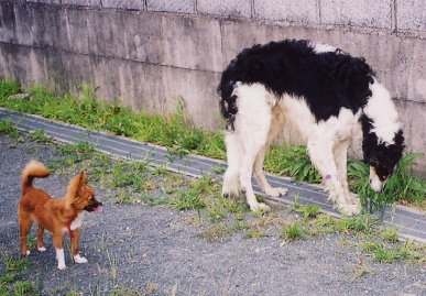 2004.7.15.tanuki&mio2.jpg (79823 oCg)