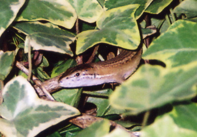 2004.7.18.tokage5.jpg (60560 バイト)