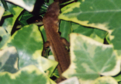 2004.7.18.tokage6.jpg (42888 バイト)