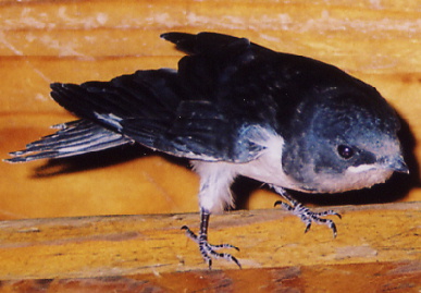 2004.7.27.mikan1.jpg (54396 oCg)