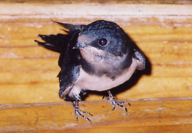 2004.7.27.mikan2.jpg (50061 oCg)