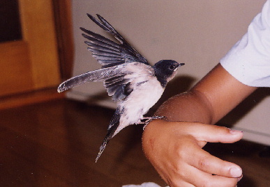 2004.7.29.mikan2.jpg (44995 oCg)