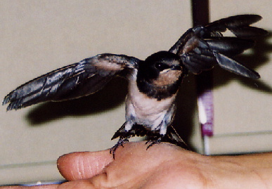 2004.7.29.mikan6.jpg (48868 oCg)