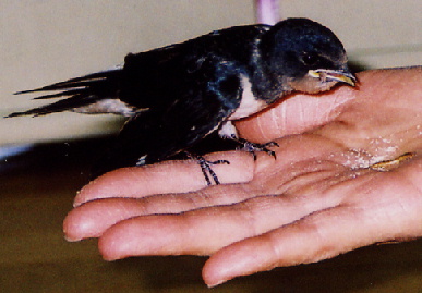 2004.7.29.mikan7.jpg (52014 oCg)