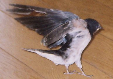 2004.7.29.mikan8.jpg (42664 oCg)
