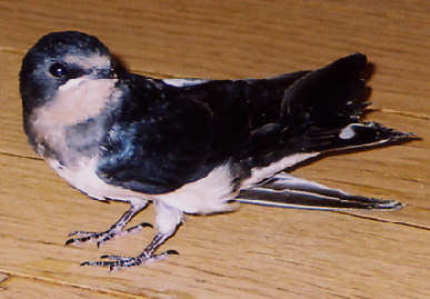 2004.7.29.mikan9.jpg (56488 oCg)