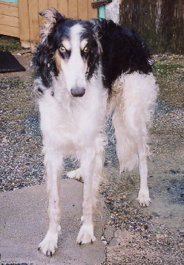 2004.8.30.tanuki1.jpg (75634 oCg)