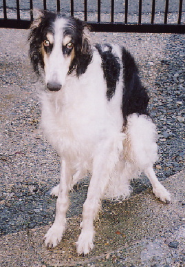 2004.8.30.tanuki2.jpg (83869 oCg)