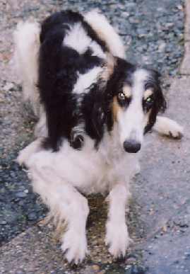 2004.8.30.tanuki3.jpg (59171 oCg)