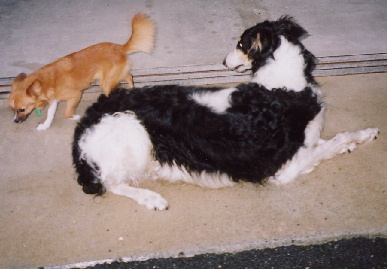 2004.8.30.tanuki4.jpg (49772 oCg)