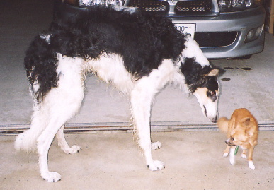 2004.8.30.tanuki5.jpg (52289 oCg)