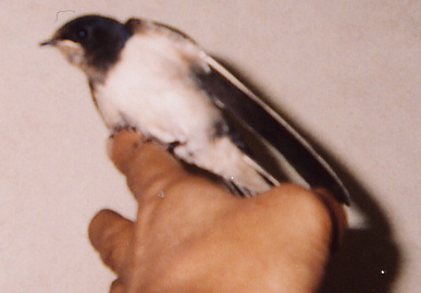 2004.8.5.mikan3.jpg (34041 oCg)