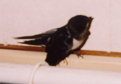 2004.8.5.mikan4.jpg (29642 oCg)